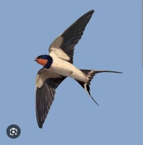 535423212 4048419928731703 8986658084600331157 n