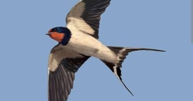 535423212 4048419928731703 8986658084600331157 n